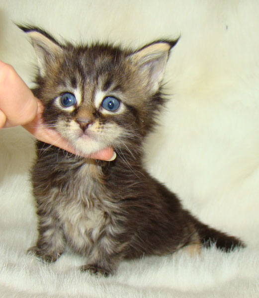     Catsvill County!   !    !       !!!    Catsvill County +7-926-544-74-09     .   ,   ,   ,    ,   ,  ,     ,   -,    ,   !